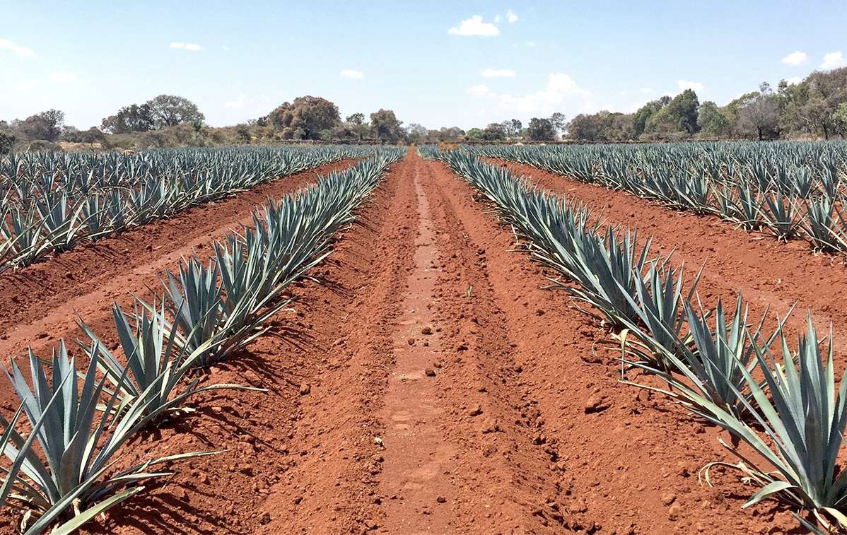 Surcos de agave azul sobre tierra roja
